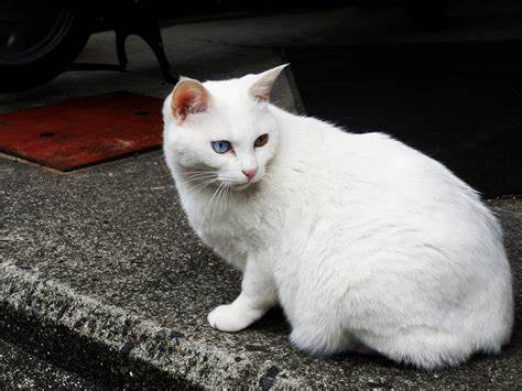 mèo trắng
